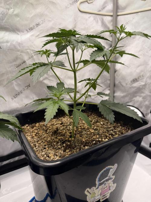 Bear Force 1 & Treble Grape - Organic. Week 4 - Bear force 1
