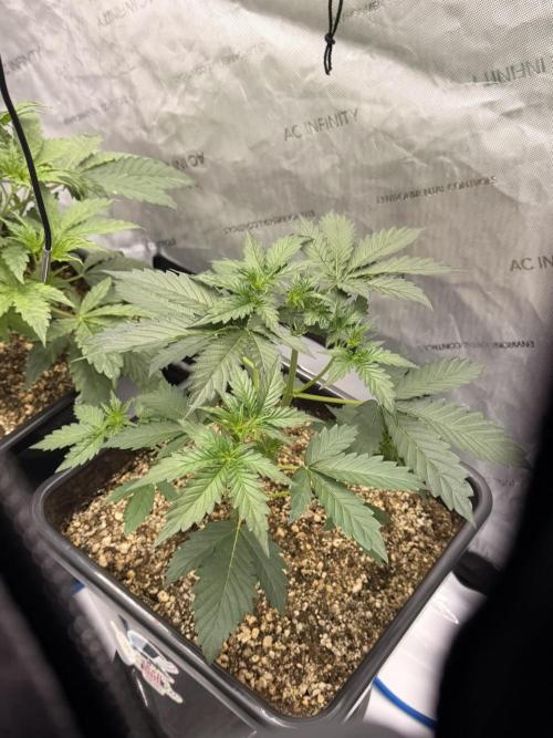 Bear Force 1 & Treble Grape - Organic. Week 4 - Bear force 1
