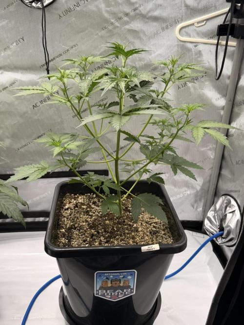 Bear Force 1 & Treble Grape - Organic. Week 4 - Bear force 1