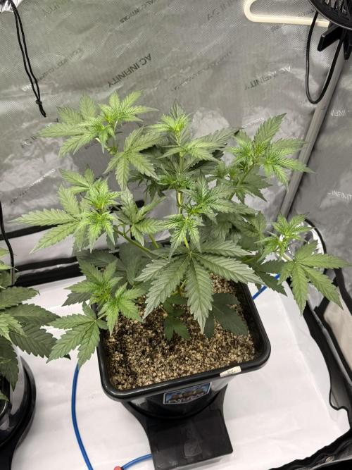 Bear Force 1 & Treble Grape - Organic. Week 4 - Bear force 1