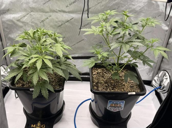 Bear Force 1 & Treble Grape - Organic. Week 4