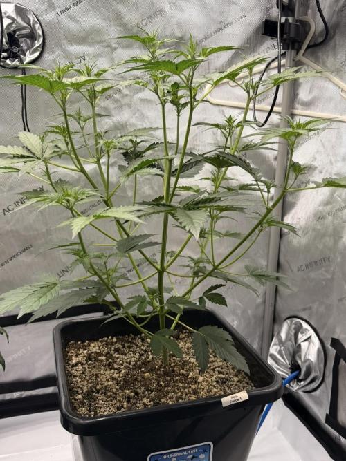 Bear Force 1 & Treble Grape - Organic. Week 4 - Bear force 1