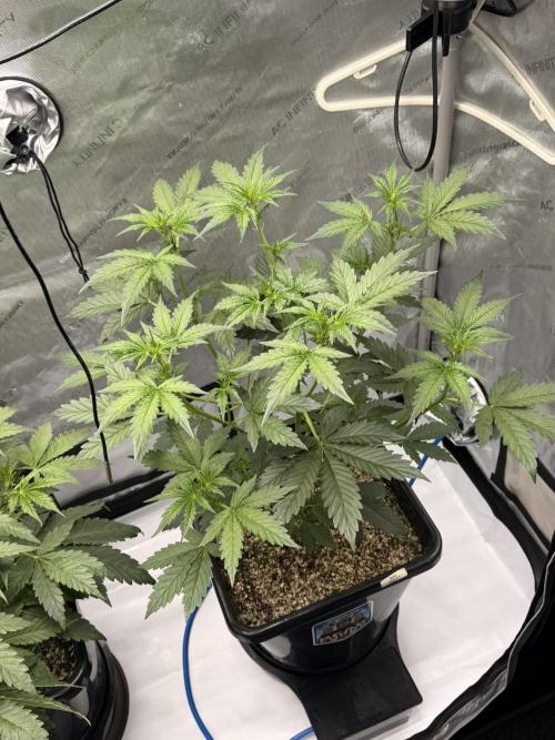 Bear Force 1 & Treble Grape - Organic. Week 4 - Bear force 1