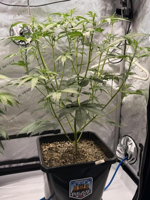 Bear Force 1 & Treble Grape - Organic. Week 4 - Bear force 1