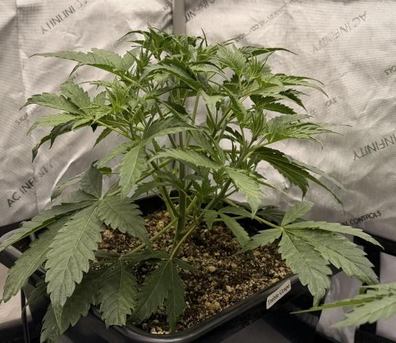 Bear Force 1 & Treble Grape - Organic. Week 4