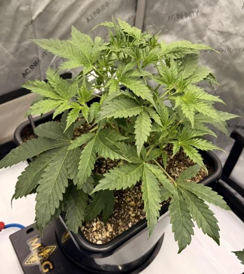 Bear Force 1 & Treble Grape - Organic. Week 4