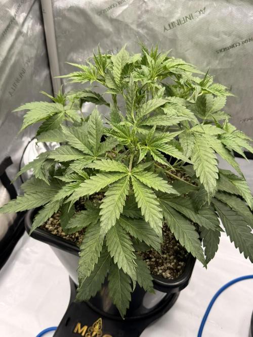 Bear Force 1 & Treble Grape - Organic. Week 4