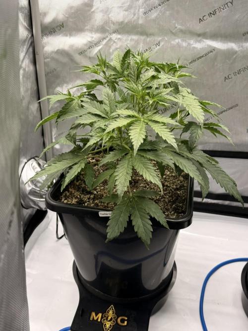 Bear Force 1 & Treble Grape - Organic. Week 4