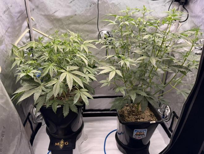 Bear Force 1 & Treble Grape - Organic. Week 5