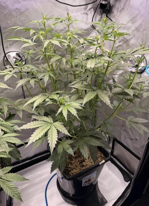 Bear Force 1 & Treble Grape - Organic. Week 5 - bf1