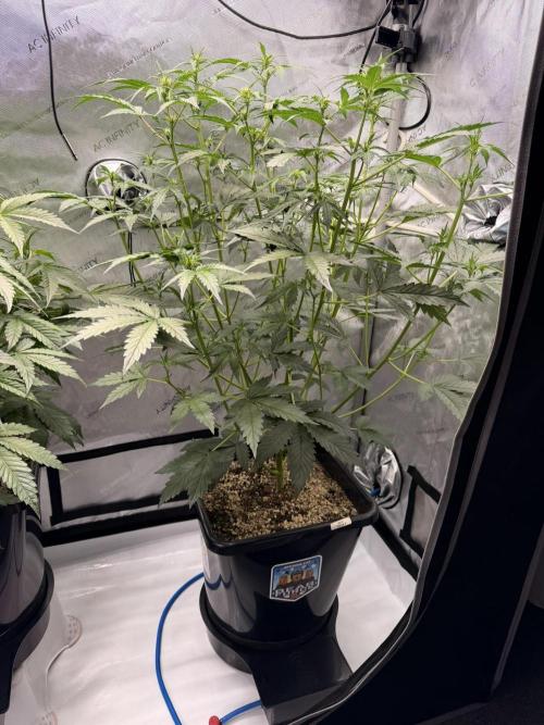 Bear Force 1 & Treble Grape - Organic. Week 5 - bf1