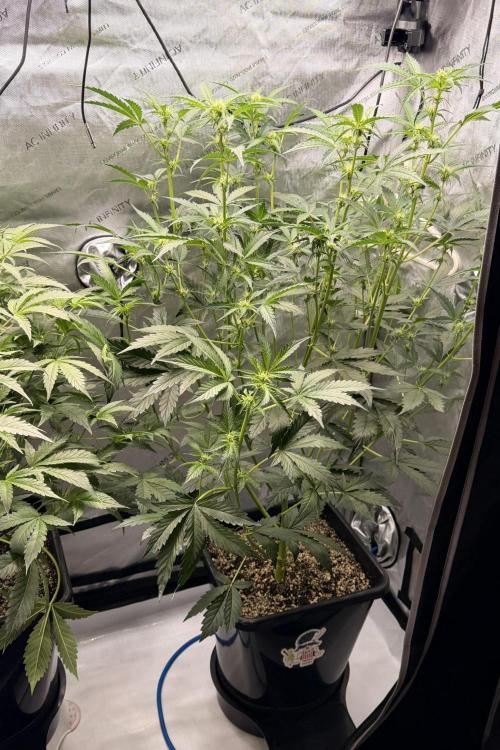 Bear Force 1 & Treble Grape - Organic. Week 5 - bf1