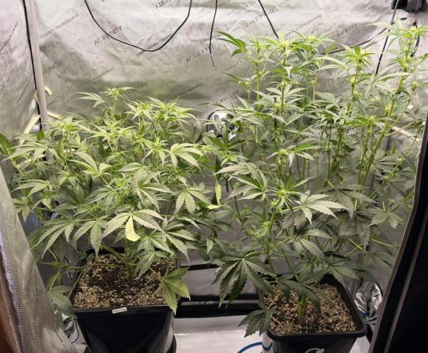 Bear Force 1 & Treble Grape - Organic. Week 5
