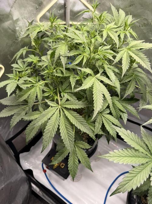 Bear Force 1 & Treble Grape - Organic. Week 5 - TG
