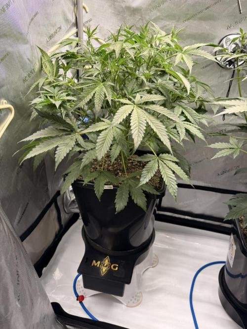 Bear Force 1 & Treble Grape - Organic. Week 5 - TG