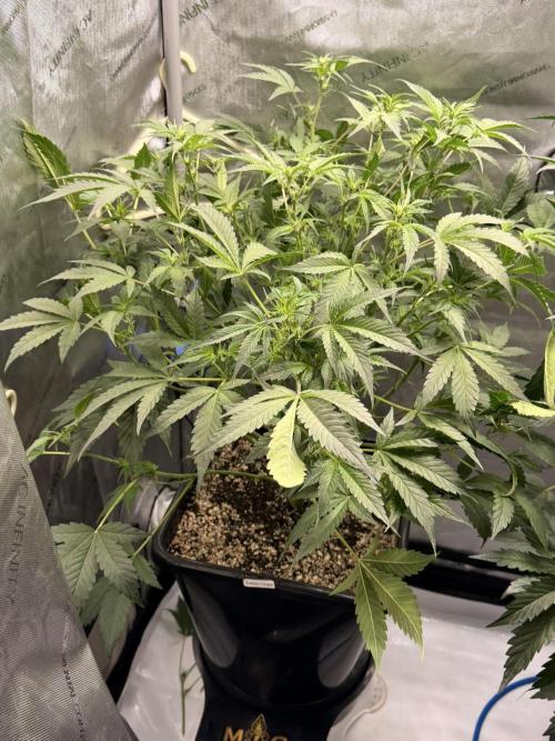 Bear Force 1 & Treble Grape - Organic. Week 6 - TG