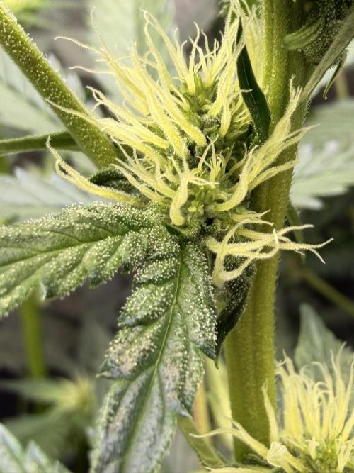 Bear Force 1 & Treble Grape - Organic. Week 6 - BF1