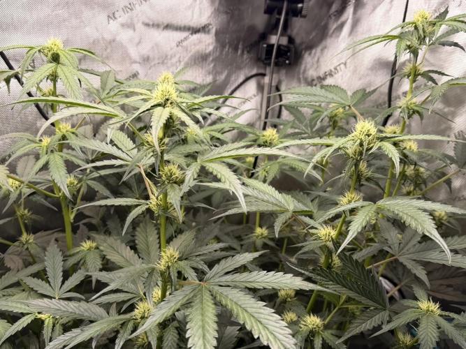Bear Force 1 & Treble Grape - Organic. Week 6 - BF1