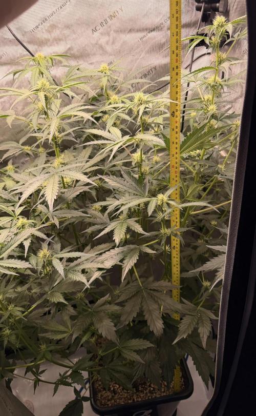Bear Force 1 & Treble Grape - Organic. Week 6 - BF1