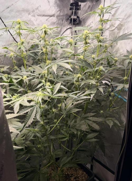 Bear Force 1 & Treble Grape - Organic. Week 6 - BF1