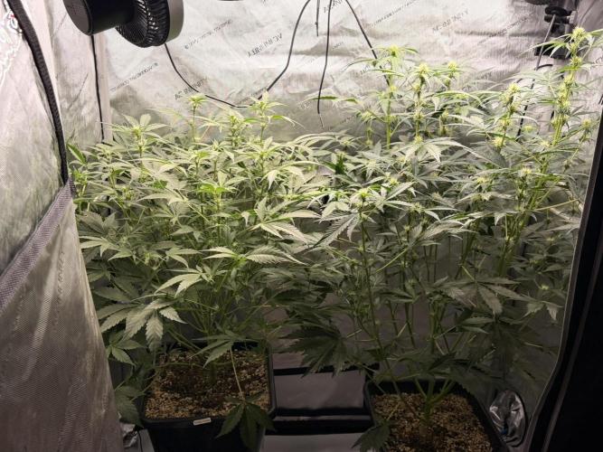 Bear Force 1 & Treble Grape - Organic. Week 6