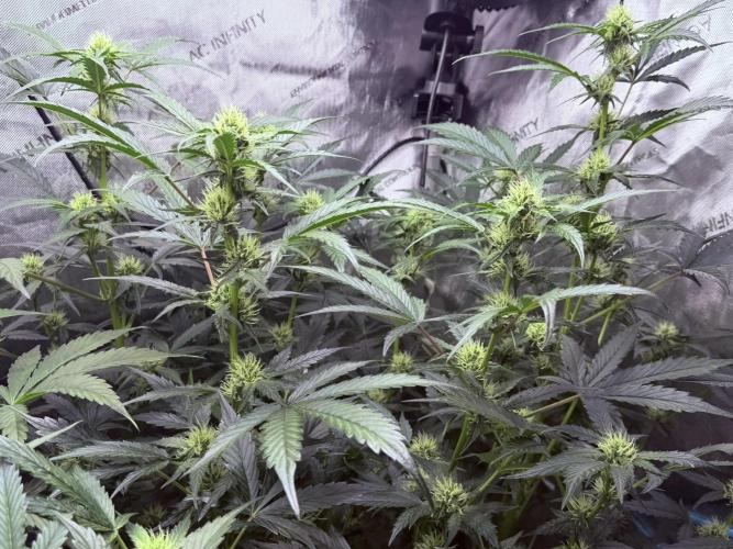 Bear Force 1 & Treble Grape - Organic. Week 6 - BF1