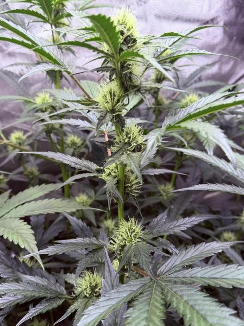 Bear Force 1 & Treble Grape - Organic. Week 6 - BF1