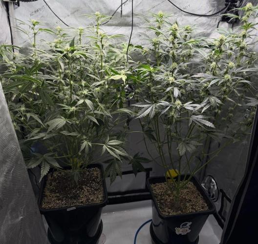 Bear Force 1 & Treble Grape - Organic. Week 6