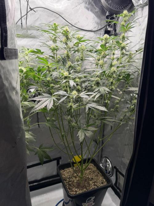 Bear Force 1 & Treble Grape - Organic. Week 6 - bf1