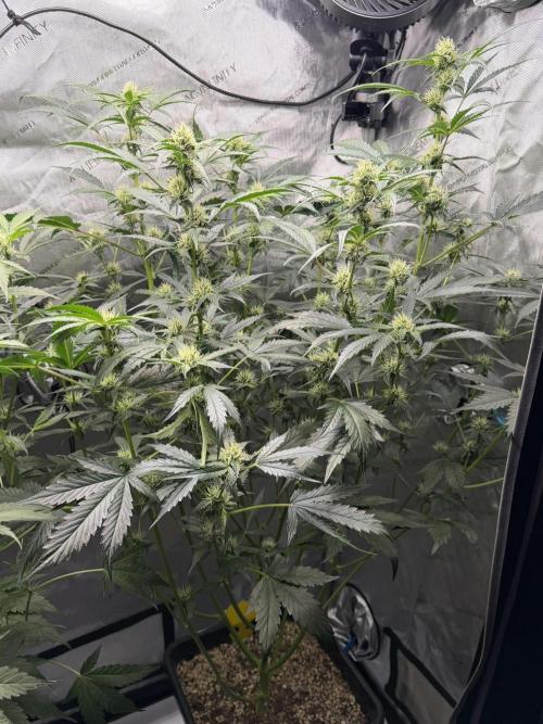 Bear Force 1 & Treble Grape - Organic. Week 6