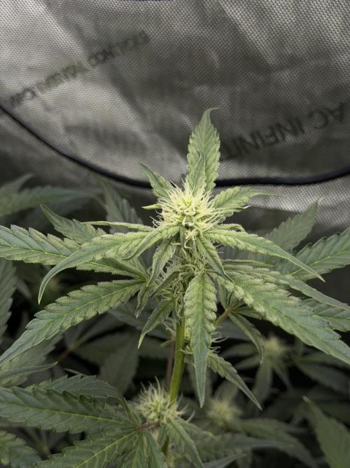 Bear Force 1 & Treble Grape - Organic. Week 6 - TG I swear this frost showed up overnight after a compost tea