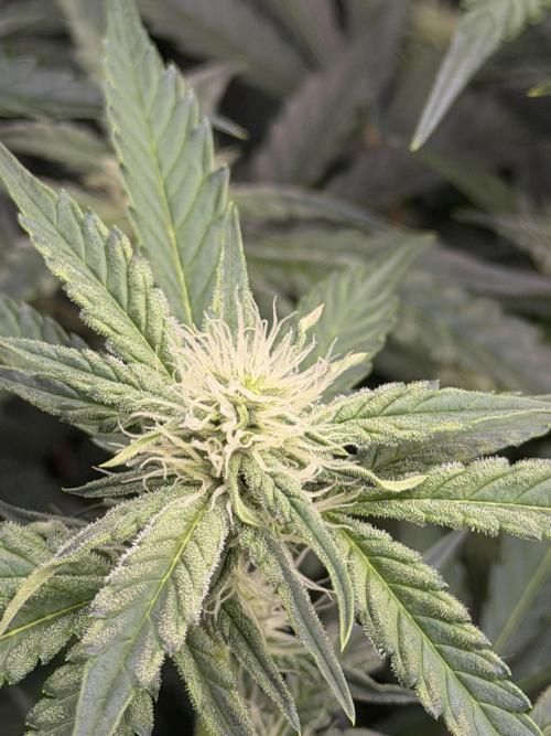Bear Force 1 & Treble Grape - Organic. Week 6 - TG I swear this frost showed up overnight after a compost tea