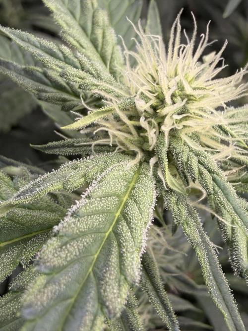 Bear Force 1 & Treble Grape - Organic. Week 6 - TG I swear this frost showed up overnight after a compost tea