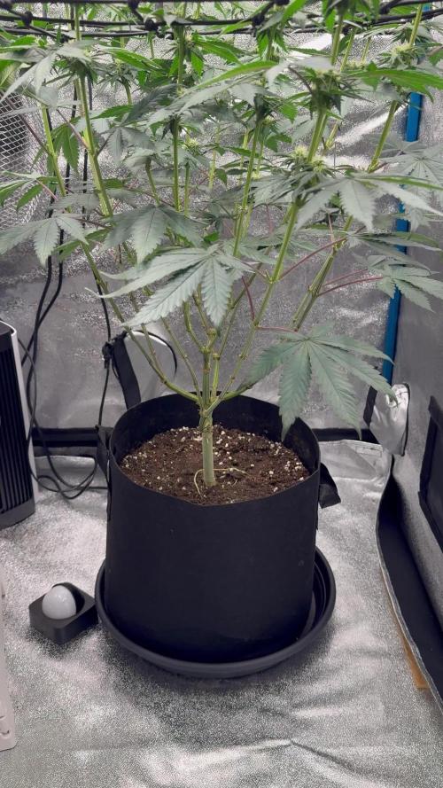 fresh start with Delecious Seeds