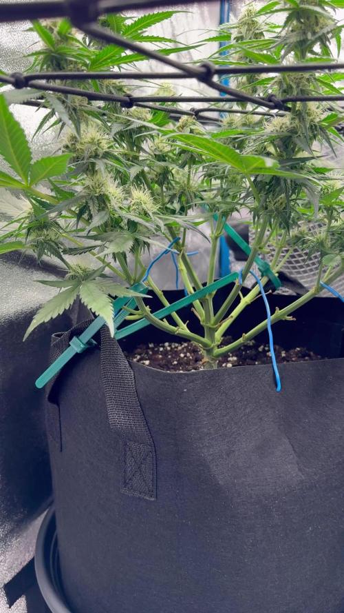 Jelly Donutz Auto