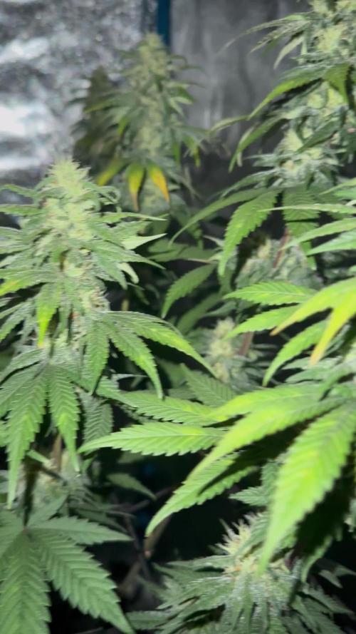 fresh start with Delecious Seeds
