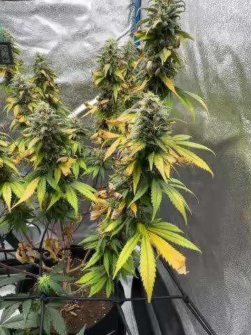 fresh start with Delecious Seeds