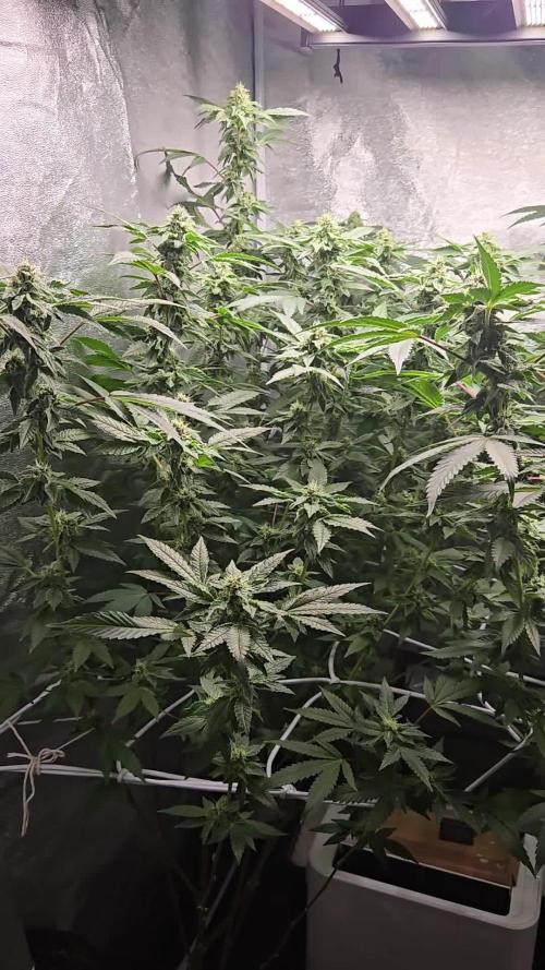 Black Cherry Gelato Autopots