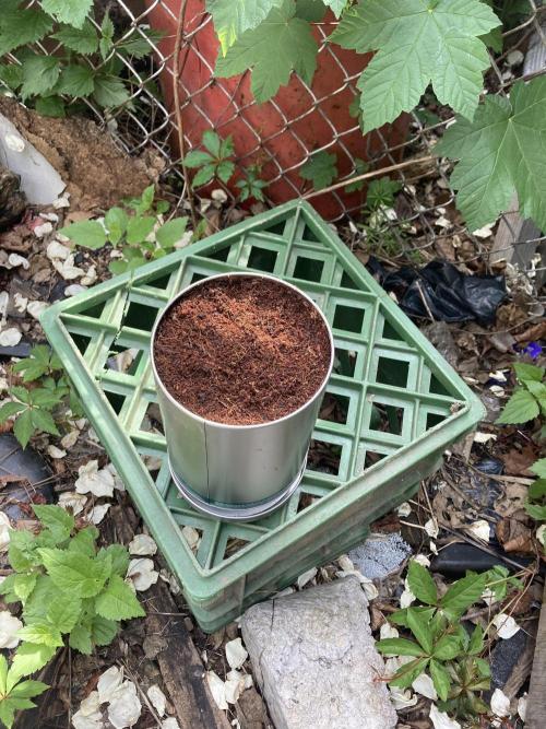 A noobs journey. Week 0 - May 12. Seed directly into the mix