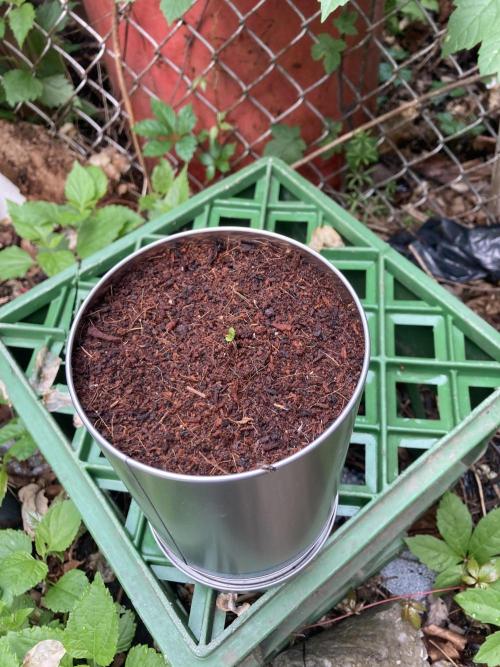 A noobs journey. Week 0 - May 17. First signs of sprouting