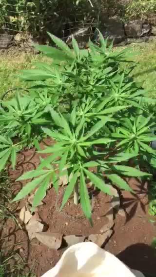 Lemon Cherry Cookies Auto