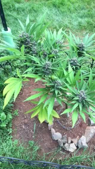 Lemon Cherry Cookies Auto