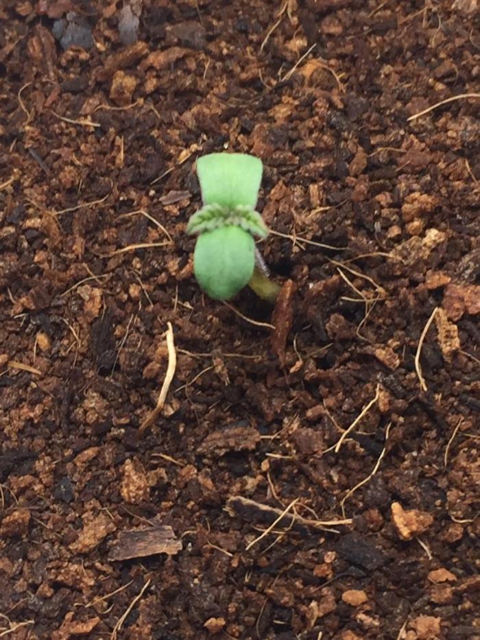 AlwaysWet. Week 1 - 1