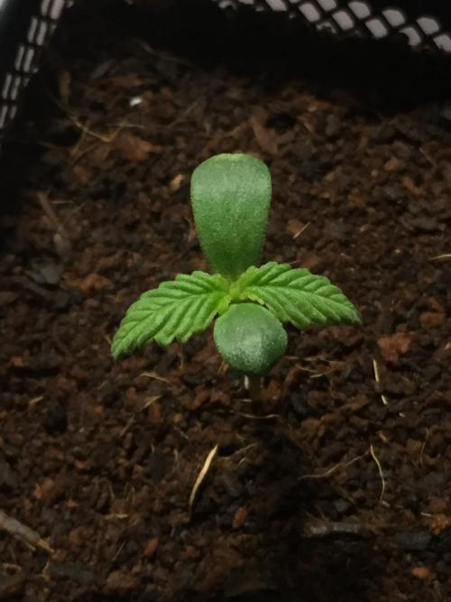 AlwaysWet. Week 1 - 5