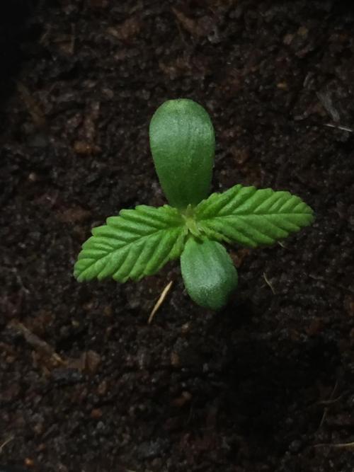 AlwaysWet. Week 1 - 6