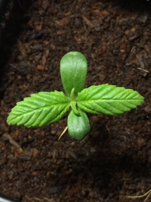 AlwaysWet. Week 1 - 7