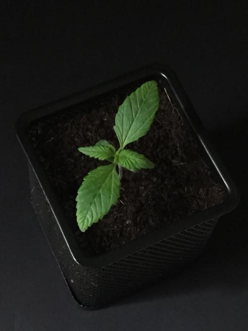 AlwaysWet. Week 2 - 11