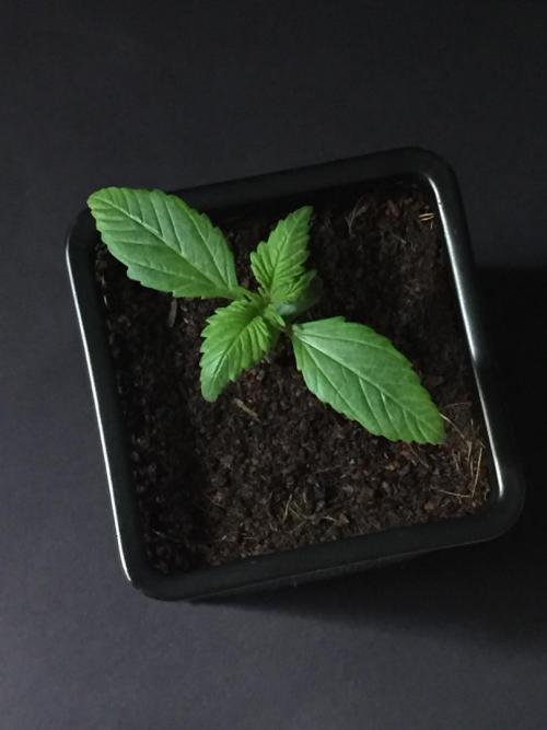 AlwaysWet. Week 2 - 12