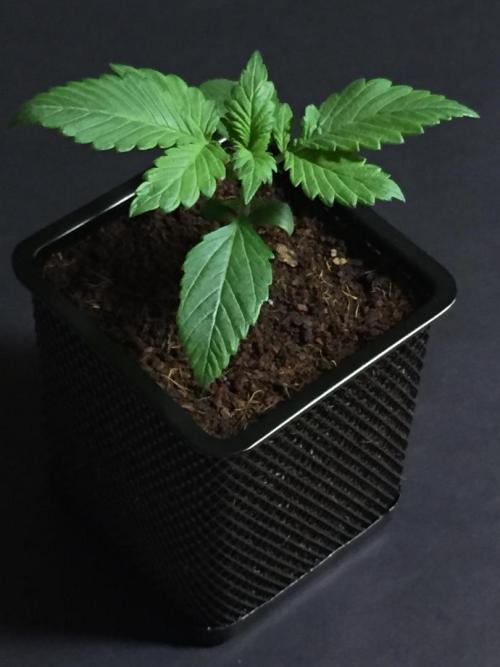 AlwaysWet. Week 3 - 16