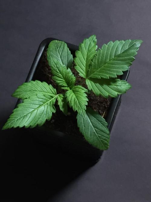 AlwaysWet. Week 3 - 17